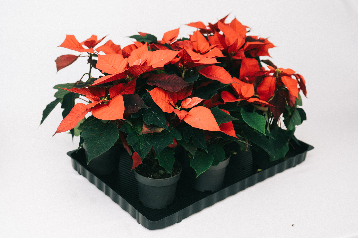 Blumenwanne schwarz 600 x 400 mm